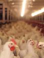 L'élevage de poulet en France