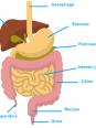 Appareil digestif (MP2)