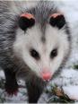 Opossum