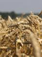 La culture de blé tendre d'hiver en Lorraine