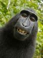 Les primates, savez-vous vraiment tous sur eux ?