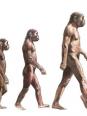 Un regard sur l'évolution de l'Homme