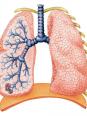 Anatomie et histologie de l'appareil respiratoire