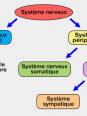 Somato - Système nerveux