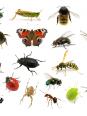Les insectes en 10 questions