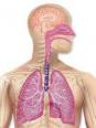 L'appareil respiratoire humain