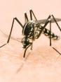 Moustiques mutants pour vaincre Zika!