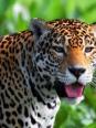 Le jaguar
