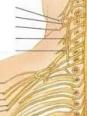 Somato - Plexus cervico-brachial