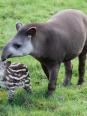 Beaucoup de mammifères, si peu de tapirs./ So many mammals, so few tapirs.
