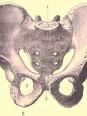 Anatomie os iliaque