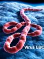 Qu'est-ce que le virus Ebola ?