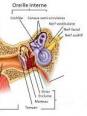 L'oreille interne - Somato