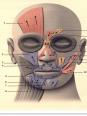 Anatomie de la face