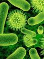 Qu'avez-vous retenu du monde microbien