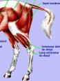 Myologie membre postérieur cheval