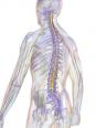 Les nerfs spinaux - Somato