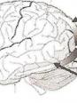 607 NEURO P2 Complémentarité fonctionnelle des hémisphères cérébraux