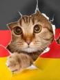 Les noms des chats de la guerre des clans en allemand