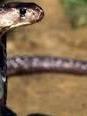 Serpent serpent venin crochet